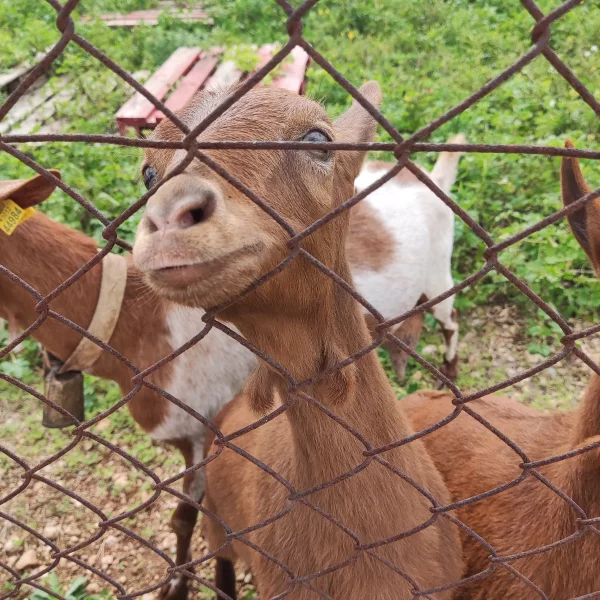 Imagen de Godall, un municipio de Montsià