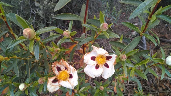 Imagen de Llambilles, un municipio de Gironès