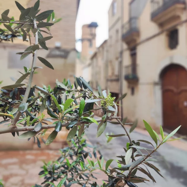 Imagen de Poboleda, un municipio de Priorat