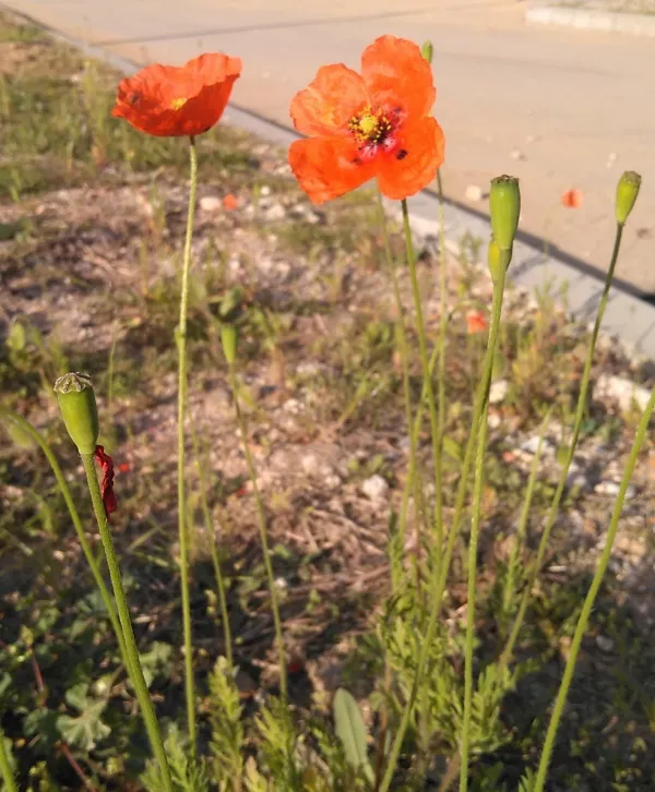Imagen de Riells i Viabrea, un municipio de Selva