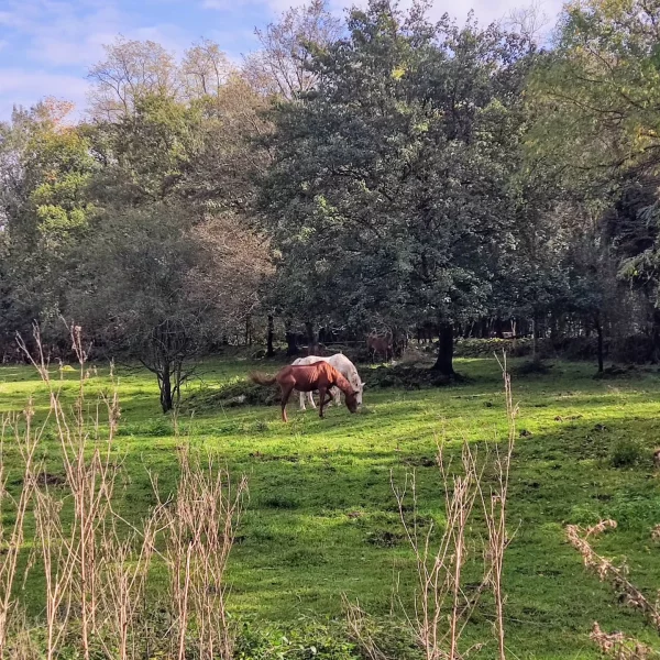 Imagen de La Vall de Bianya, un municipio de Garrotxa