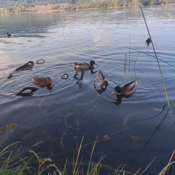 Imagen de Banyoles, un municipio de Pla de l’Estany